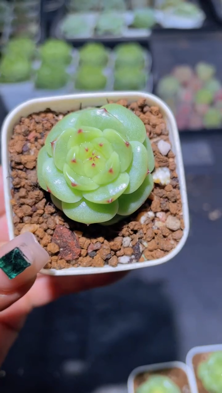 073Y-11量拍随机发一颗