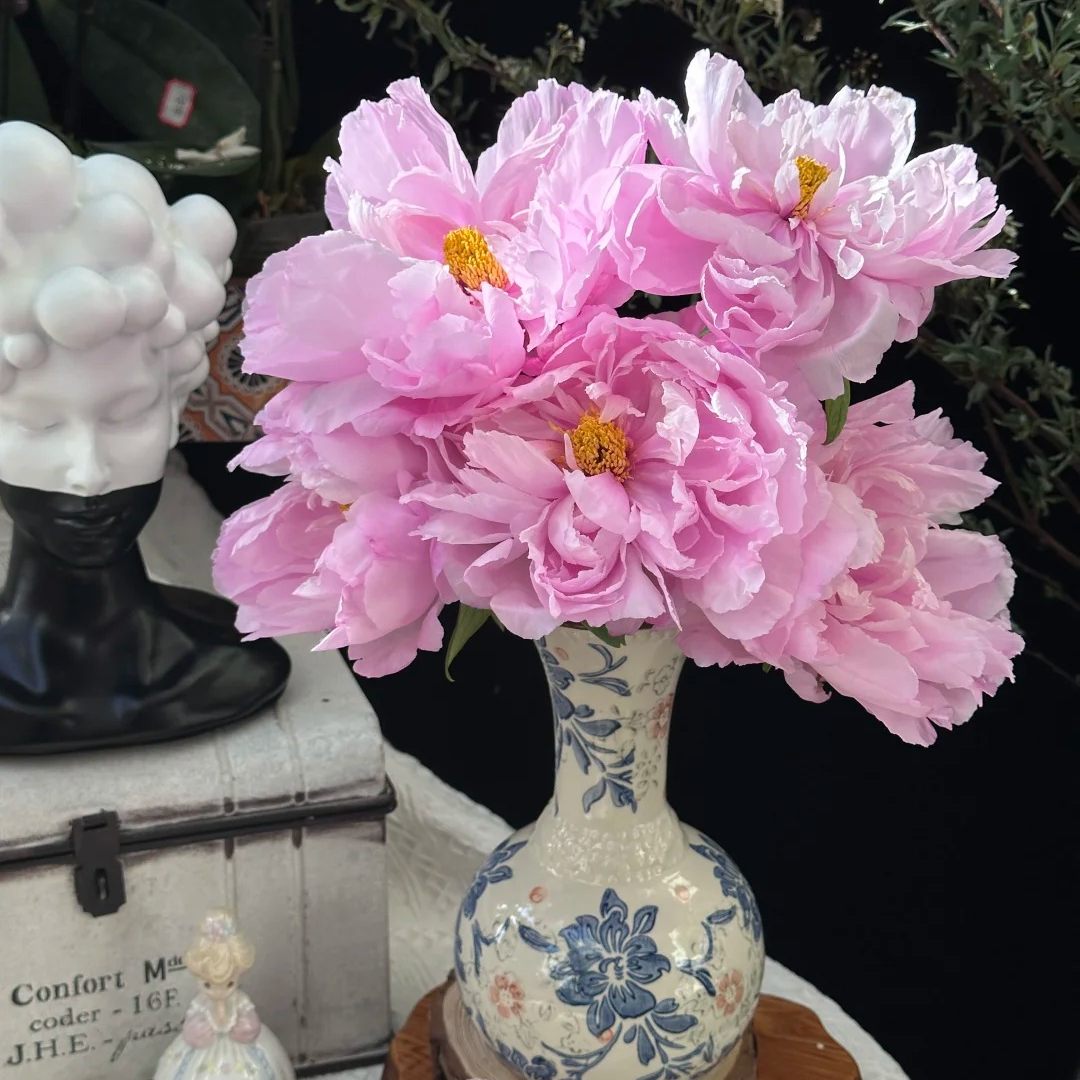 【王安园艺】高品质如花似玉牡丹基地直发高端花卉