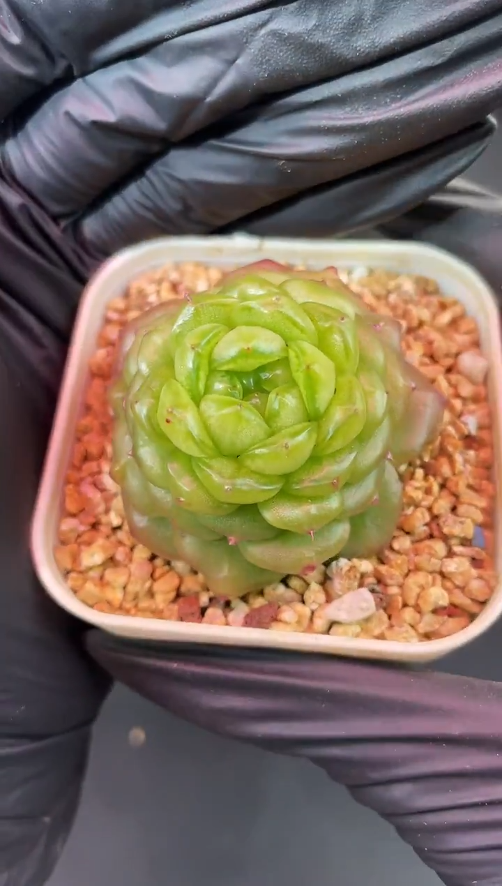 1384 灯泡3-4厘米量拍发一颗