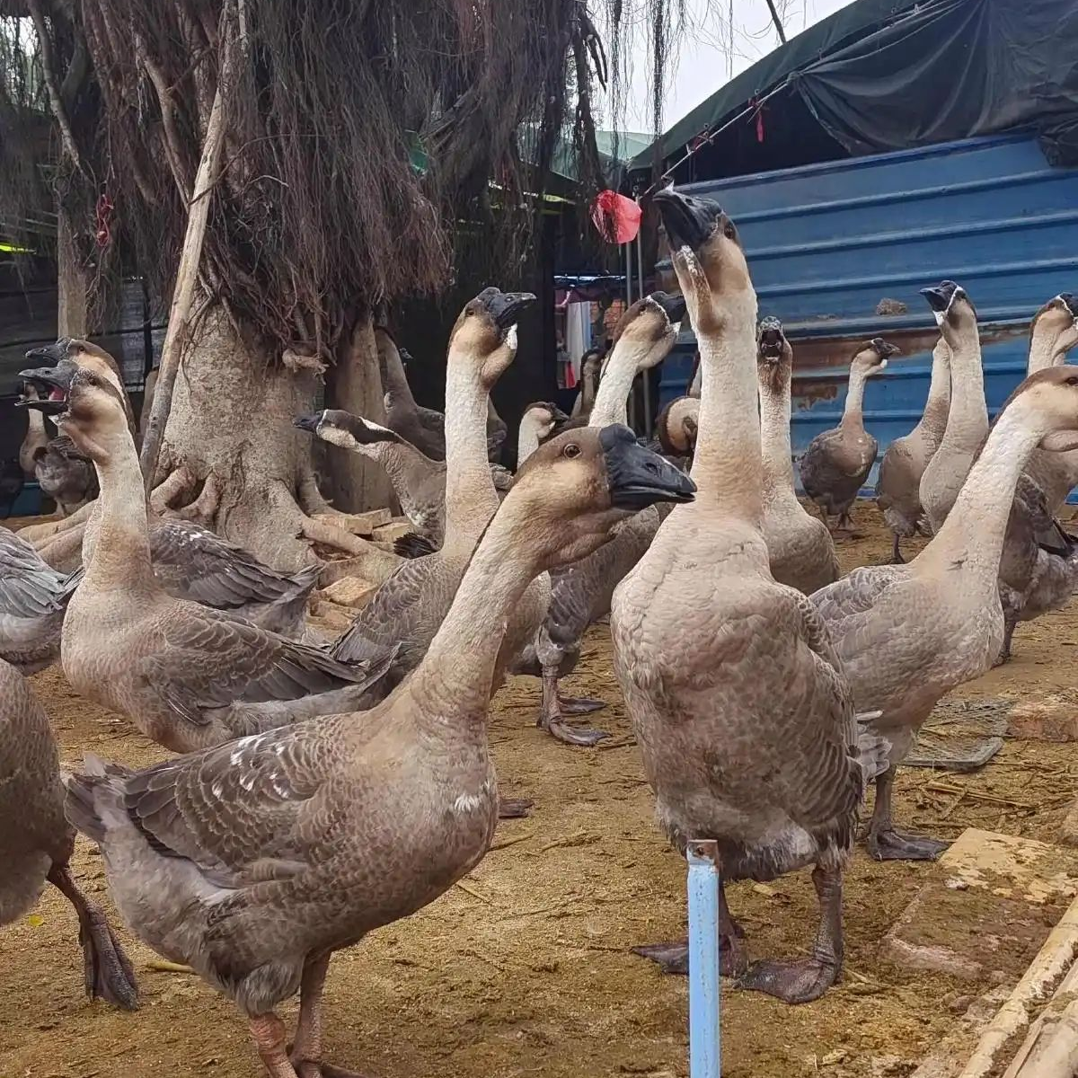 12只灰鹅装包邮JH