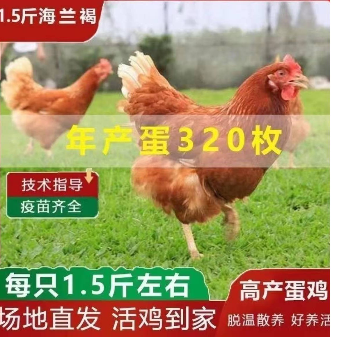 海兰褐下蛋王  肉质鲜美紧实 净重1.5斤左右