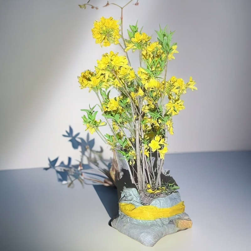 杜鹃黄花映山红绿植盆栽2（一物一拍下单需备注）
