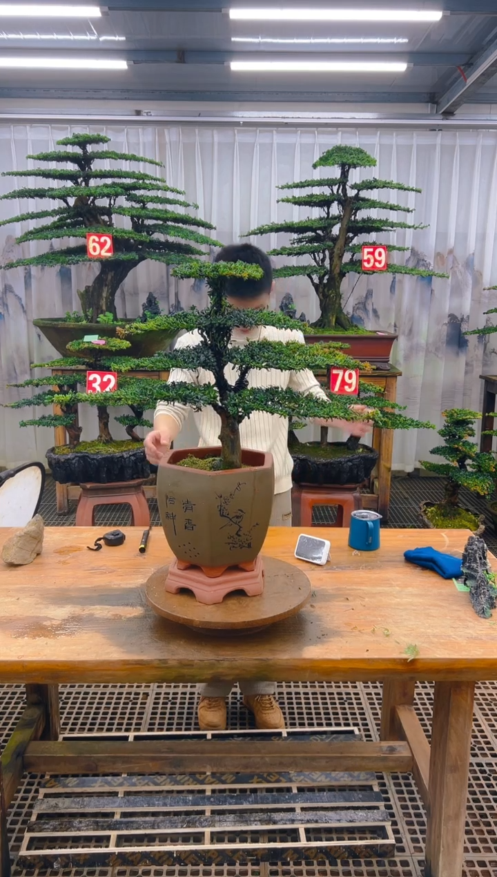 无花朵精品盆景直播间一物一拍