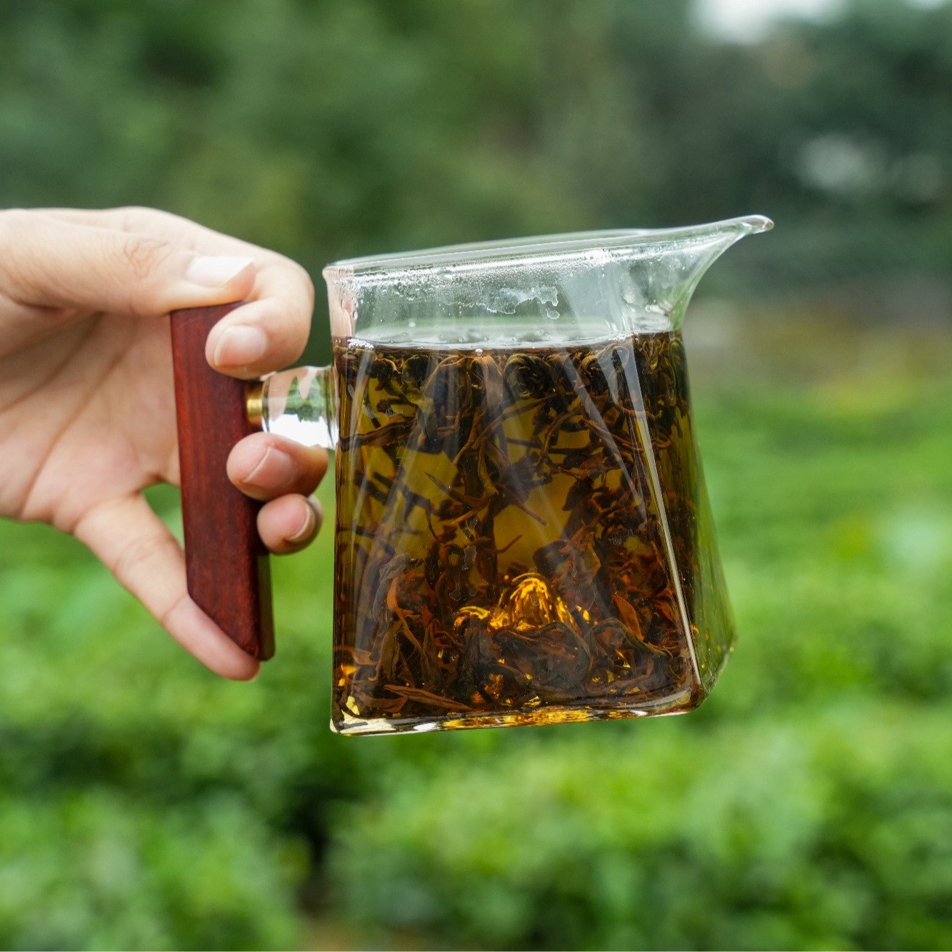 【秋分红茶】花果香浓郁/蜜甜薯香/甘甜顺滑/日照红茶2025新茶
