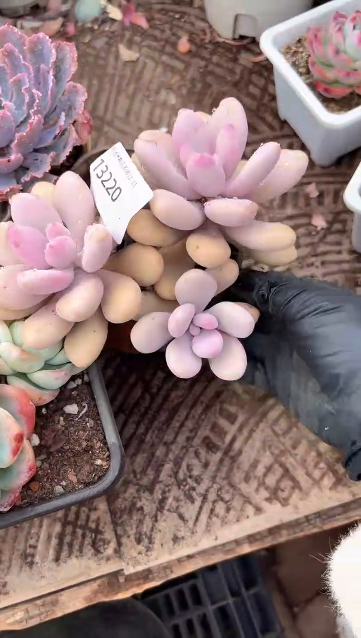 气****?多肉植物一物一拍13220