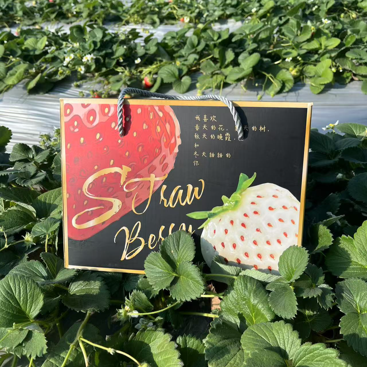 【情人节四色礼盒装】多巴胺彩色草莓红宝石/黑珍珠/冰激凌/天使