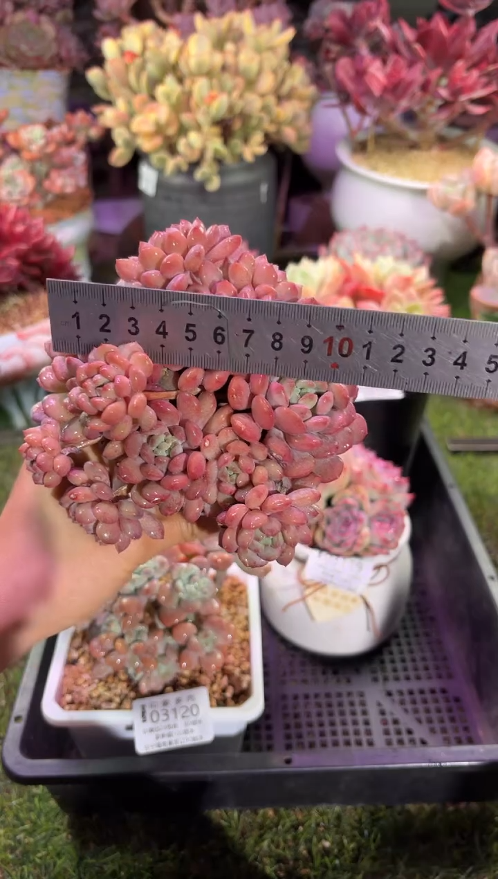 【闪购商品】03121