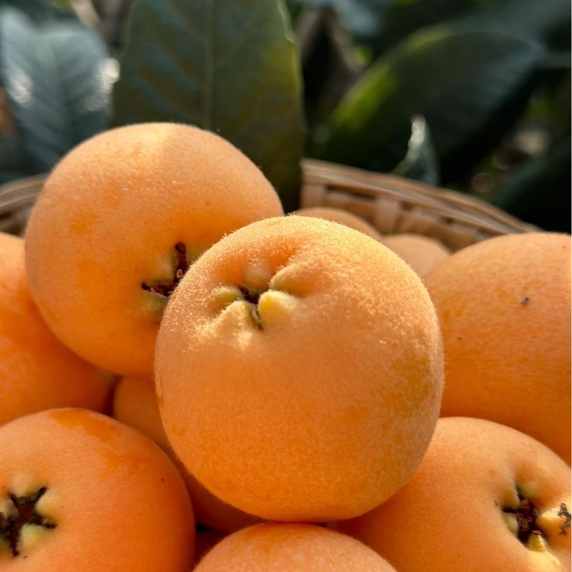 【双福翠宝宝】攀枝花米易五星枇杷 新鲜当季 只发川渝