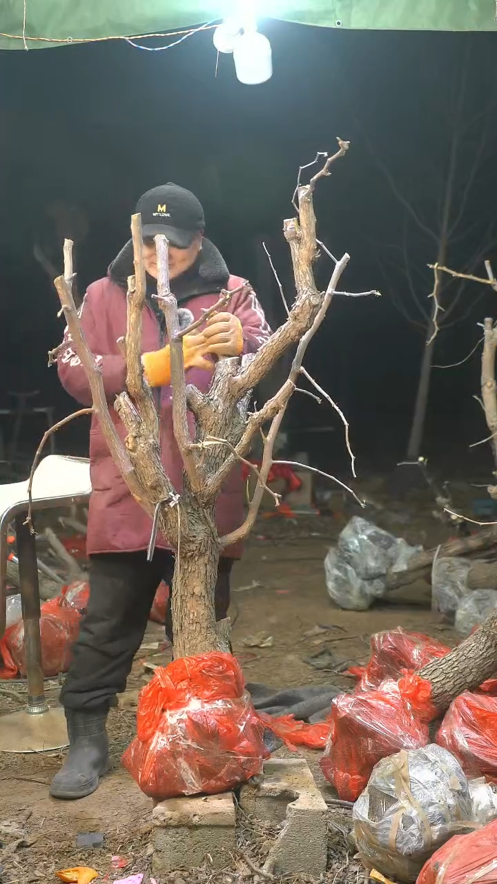 完全开放枣树844