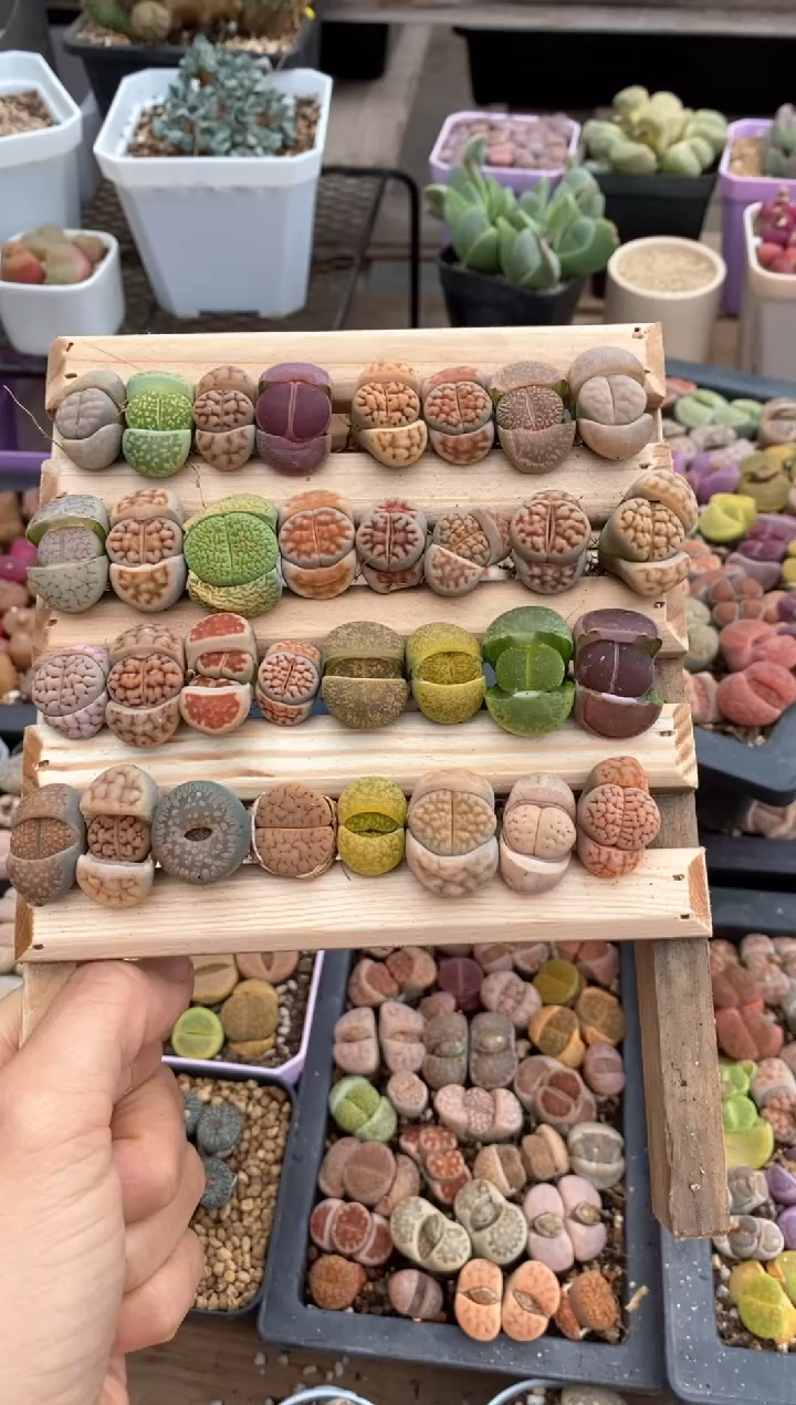 【闪购商品】6852 开播福利