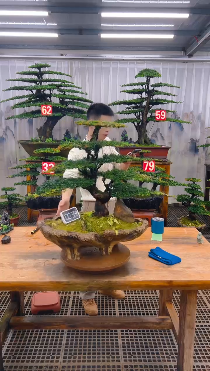 无花朵精品盆景直播间一物一拍