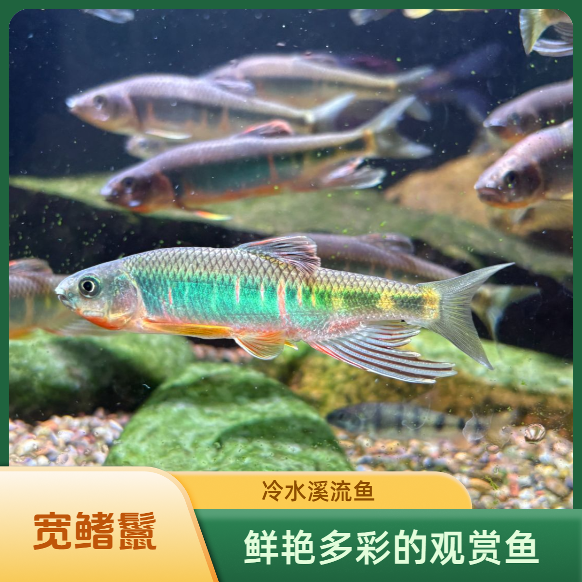 宽鳍鱲原生鱼冷水鱼观赏鱼耐活好养