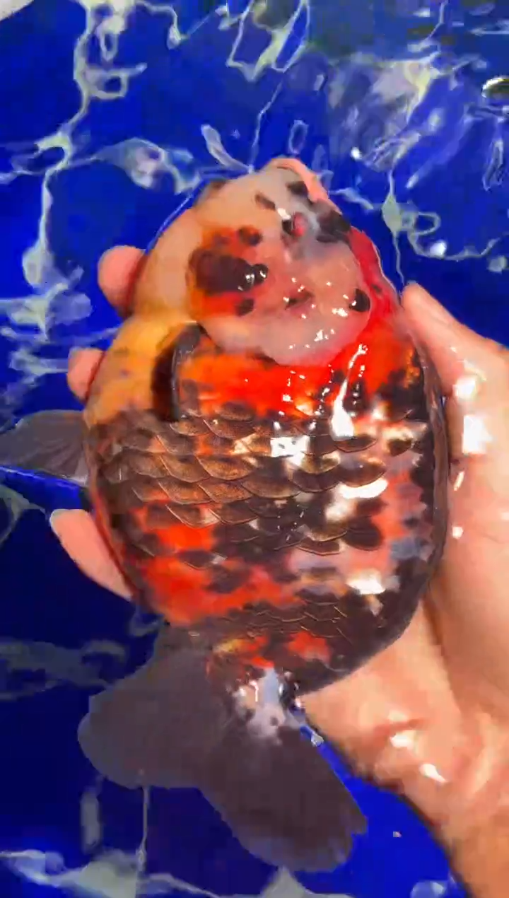 金鱼（运费到付，马印灯下展示）福州追鱼兰寿金鱼