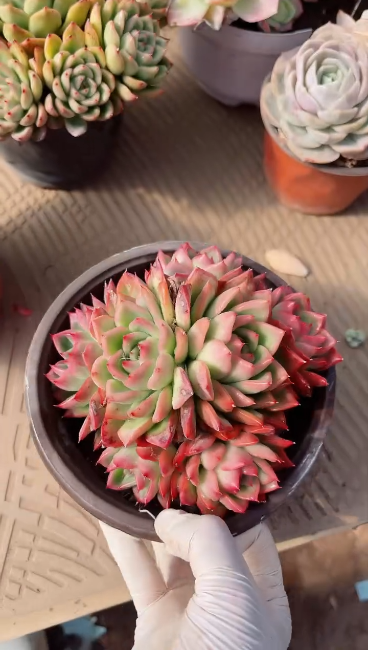 【闪购商品】02400