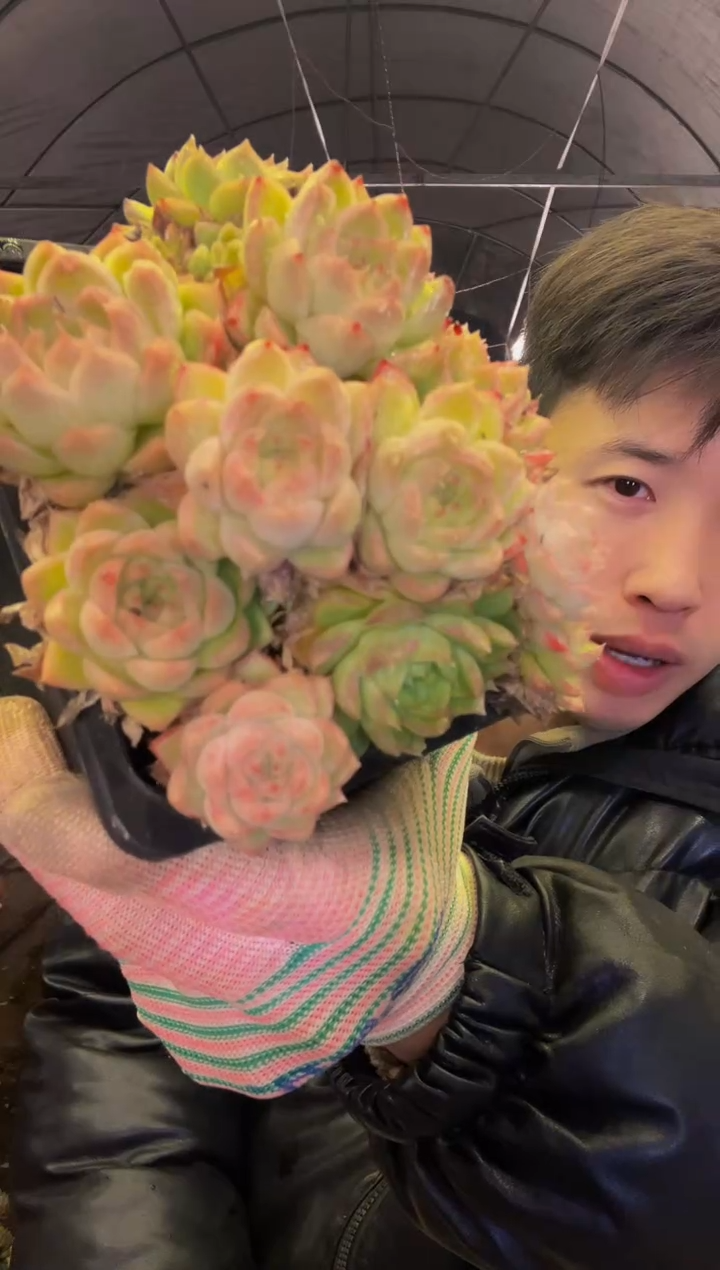 麦秆杂多肉植物 