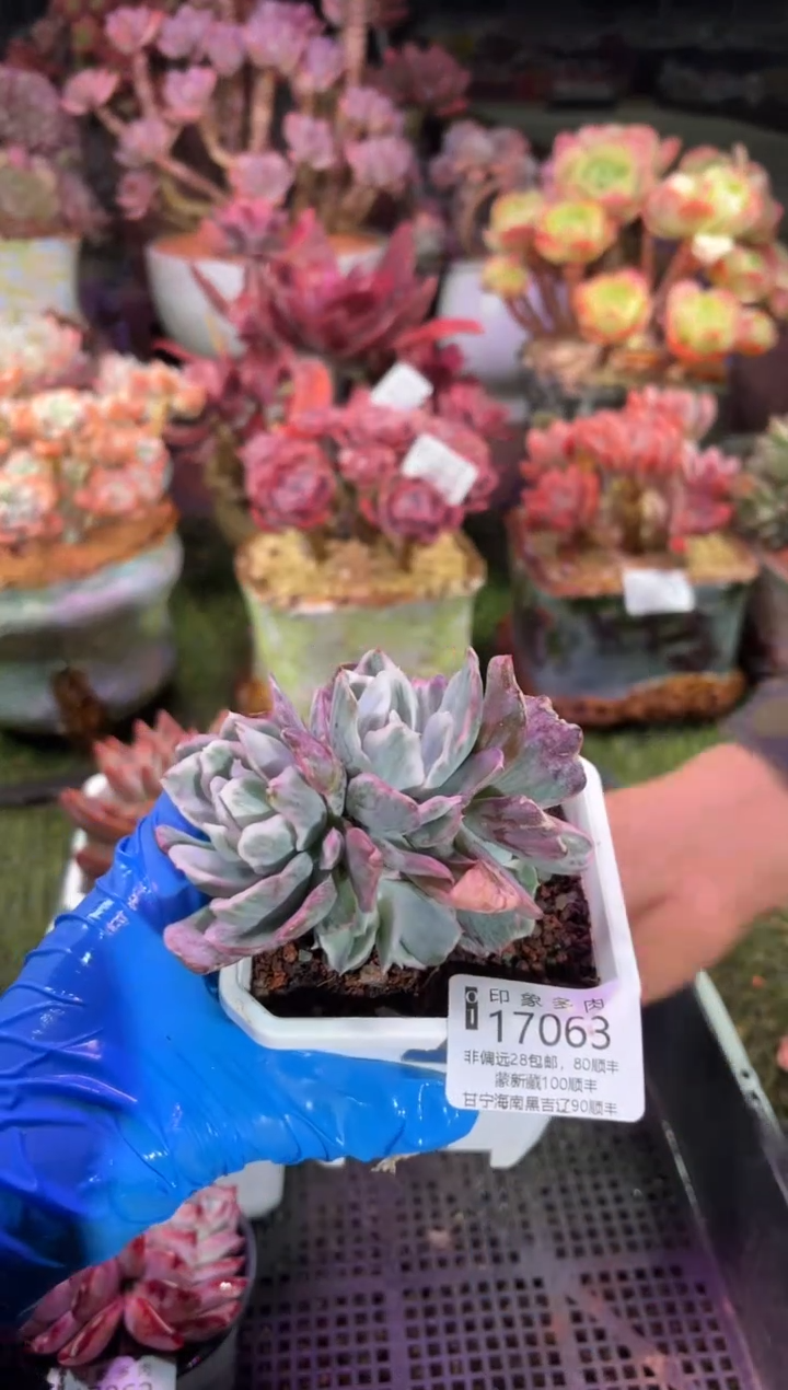 【闪购商品】17063