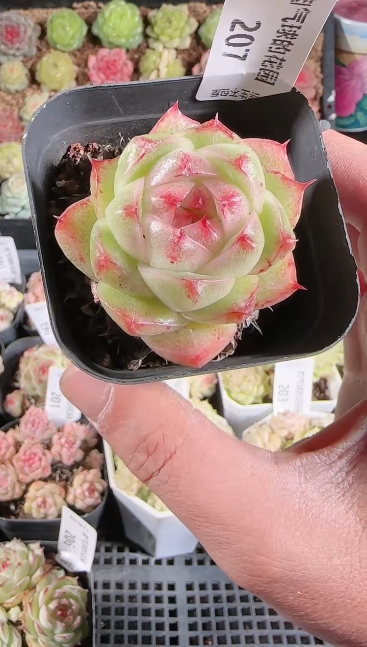 1203-207多肉群生不包整