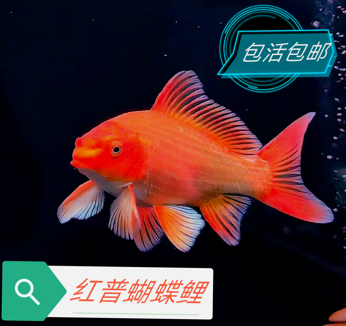 普身大红蝴蝶鲤观赏鱼鳍尾飘逸互动性高
