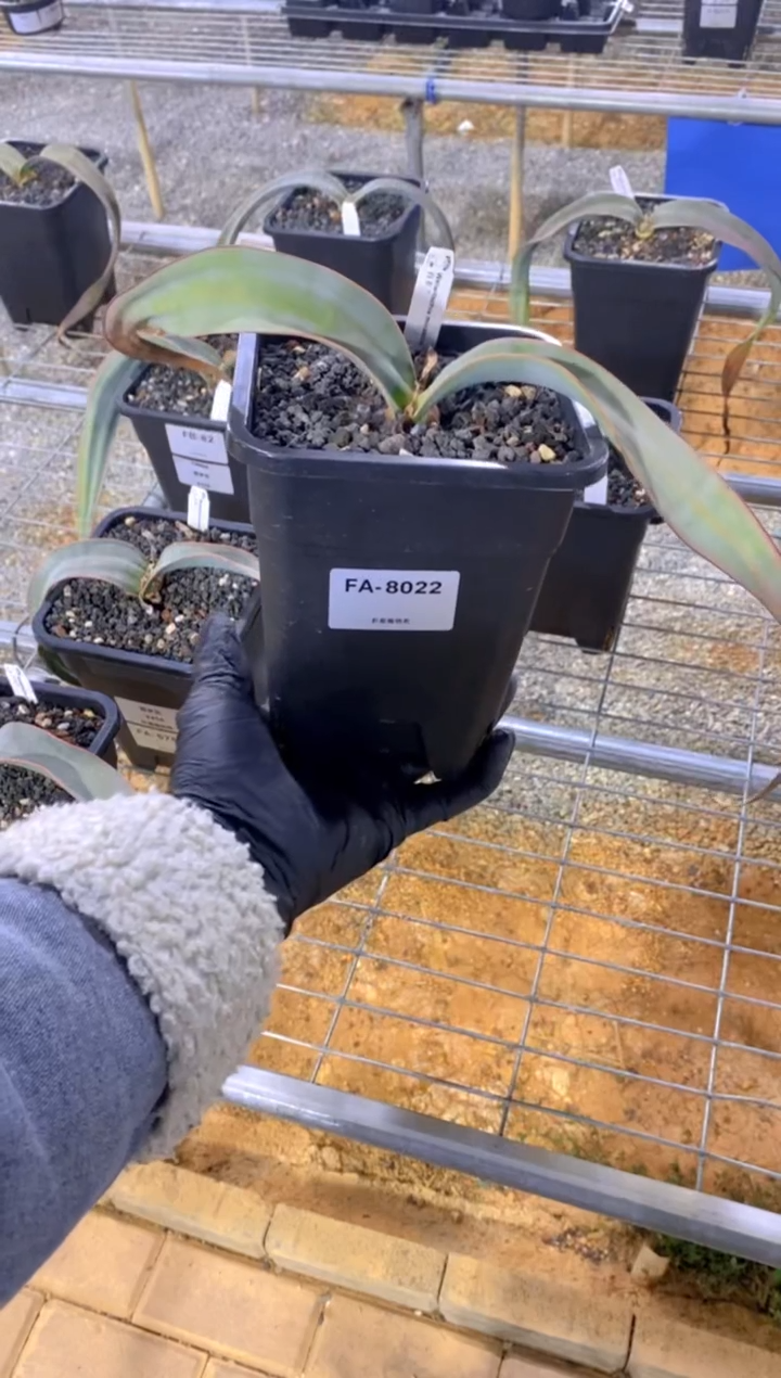 【闪购商品】百岁兰FA-8022