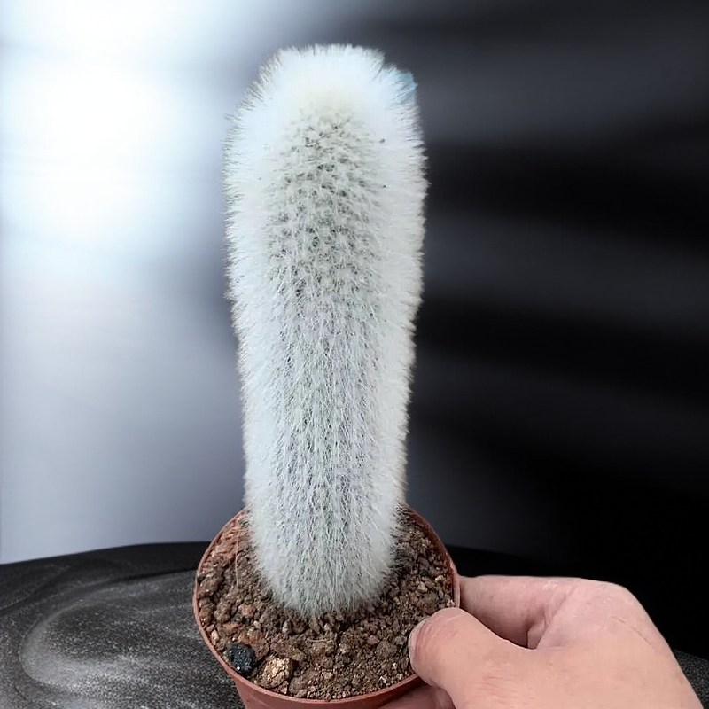 吹雪柱仙人掌盆栽室内阳台易养高颜值会开花毛绒绒防辐射多肉