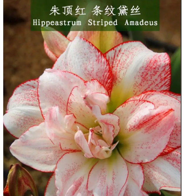 朱顶红  条纹黛丝 种球 5+cm包对版