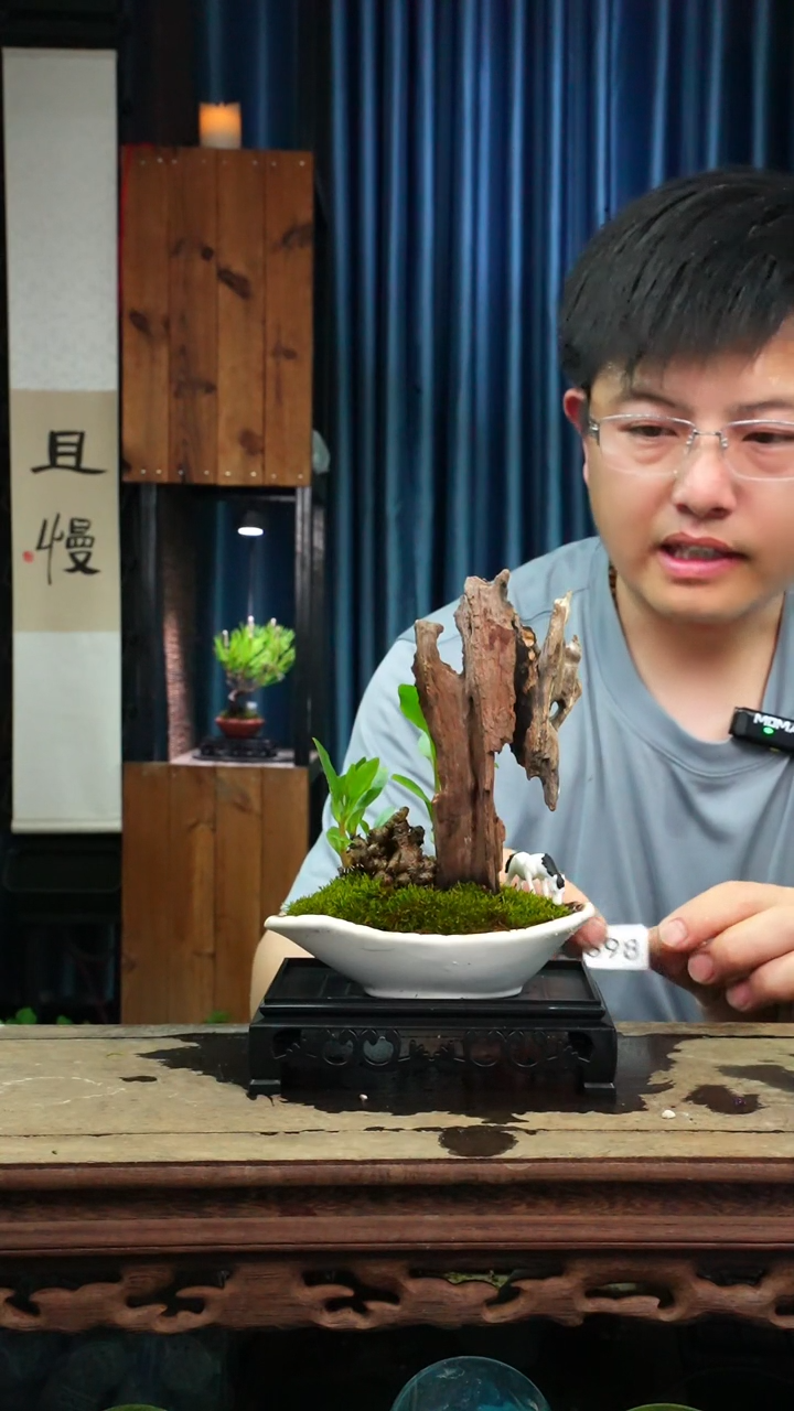 苔藓微景观398号