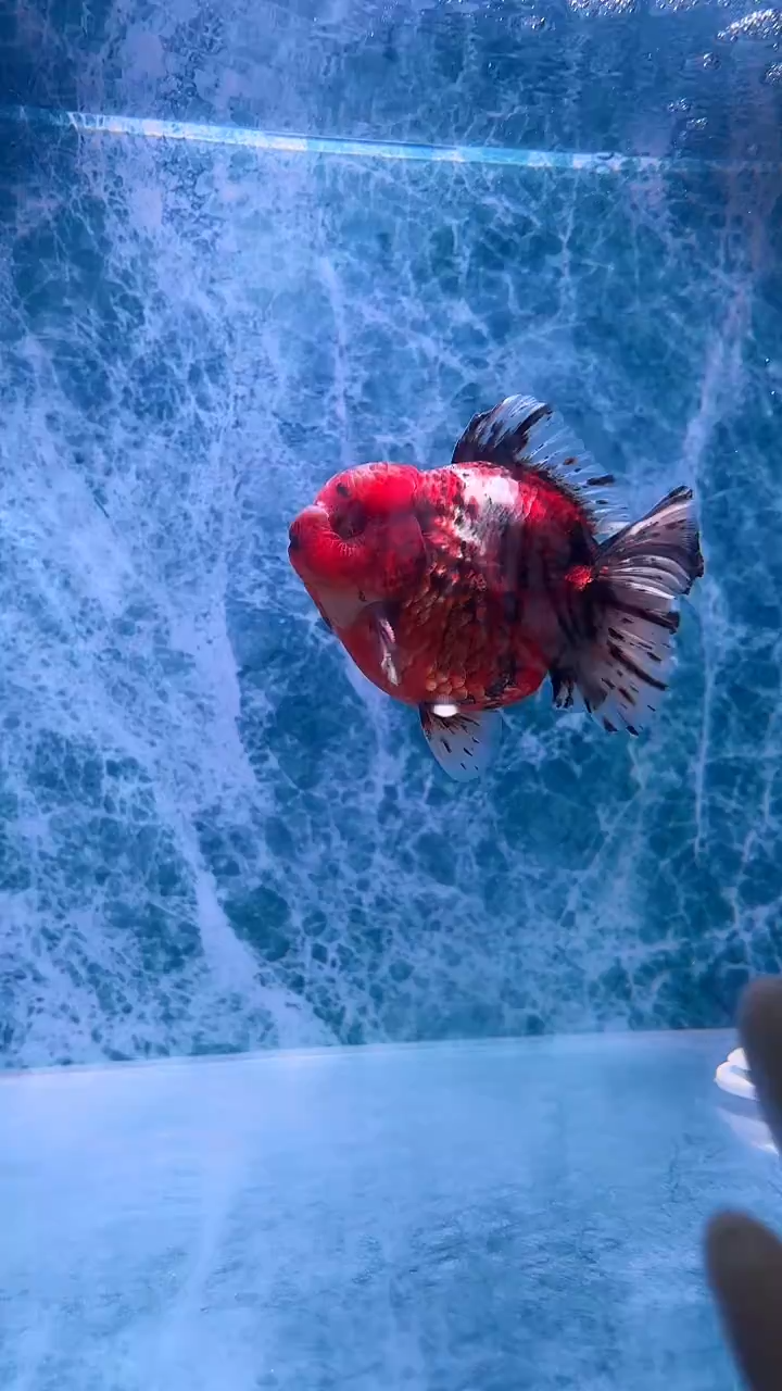 金鱼金鱼精品泰狮一只以直播间为准