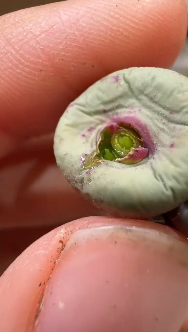 9-8多肉植物肉锥