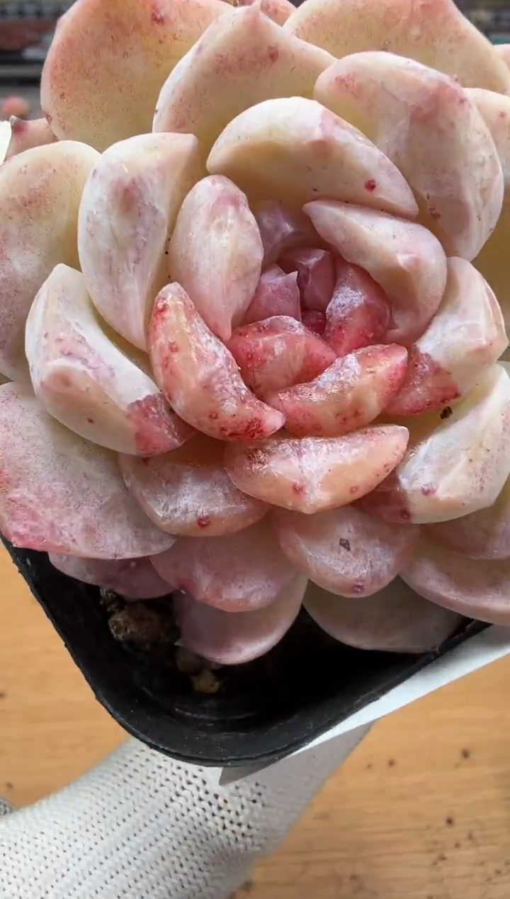 东云多肉园二店-210