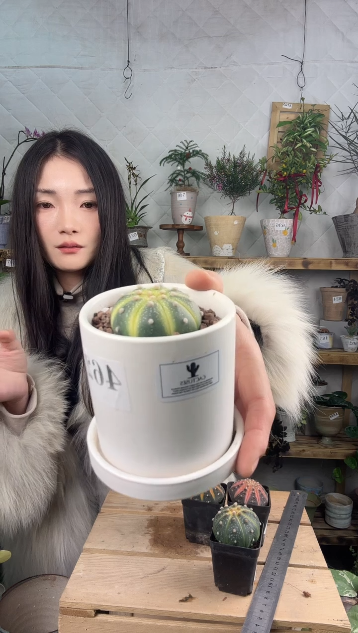 无花朵星兜加盆一套