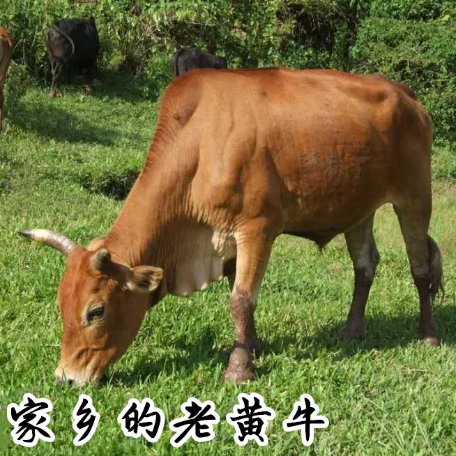 正宗农家散养黄牛 牛蹄子