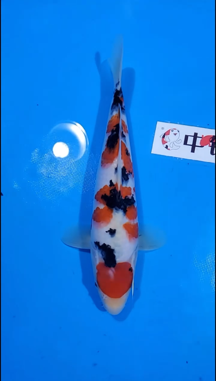 锦鲤【251226-35】大正三色 30公分 包母 多摩龙 寄养至26年10月