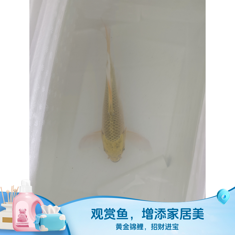 201-300渔场直销红白三色黑黄白锦鲤