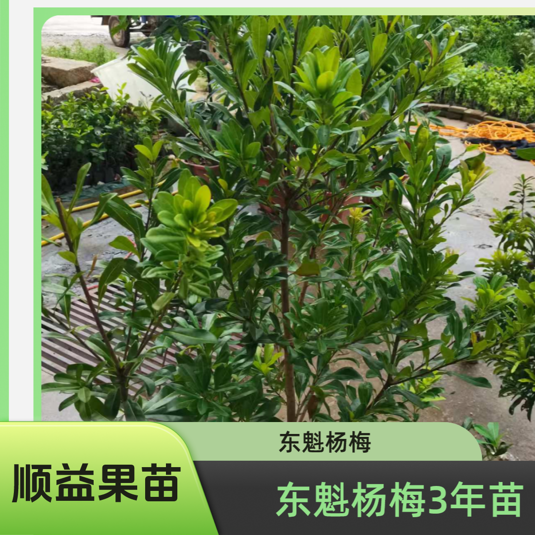 顺益果树东魁杨梅3年苗