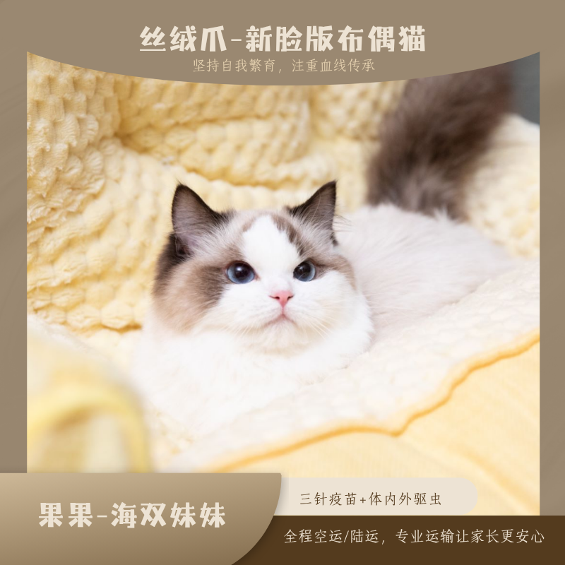 Velvetpaw果果-海豹双色布偶妹妹宠物猫咪全款链接宠物猫购买