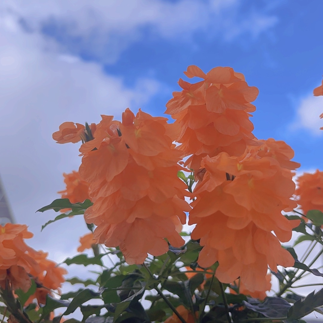 【庭院植物】鸟尾花盆栽苗 阳台庭院植物耐热宿根多年生发货