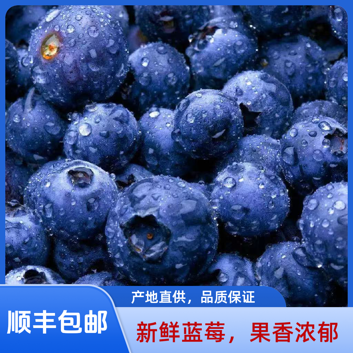 【特优级花香25】云南高山花香蓝莓脆甜可口孕妈妈辅食125g/盒