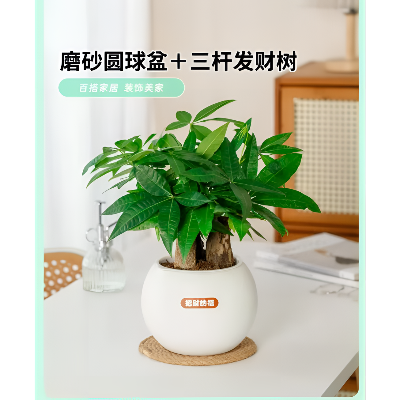 FJ发财树植物盆栽室内绿植花卉办公室客厅桌面甲醛好养净化空气