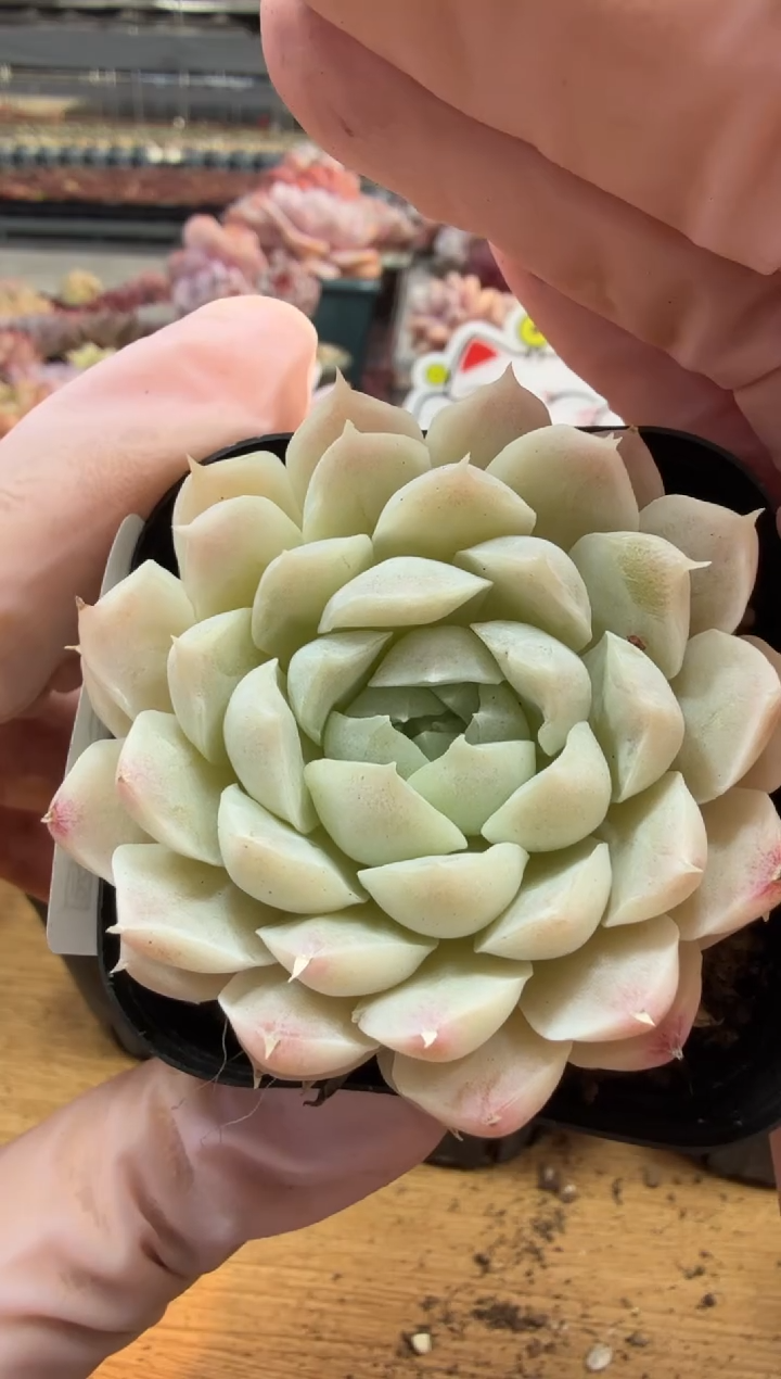 东云多肉园三店-67