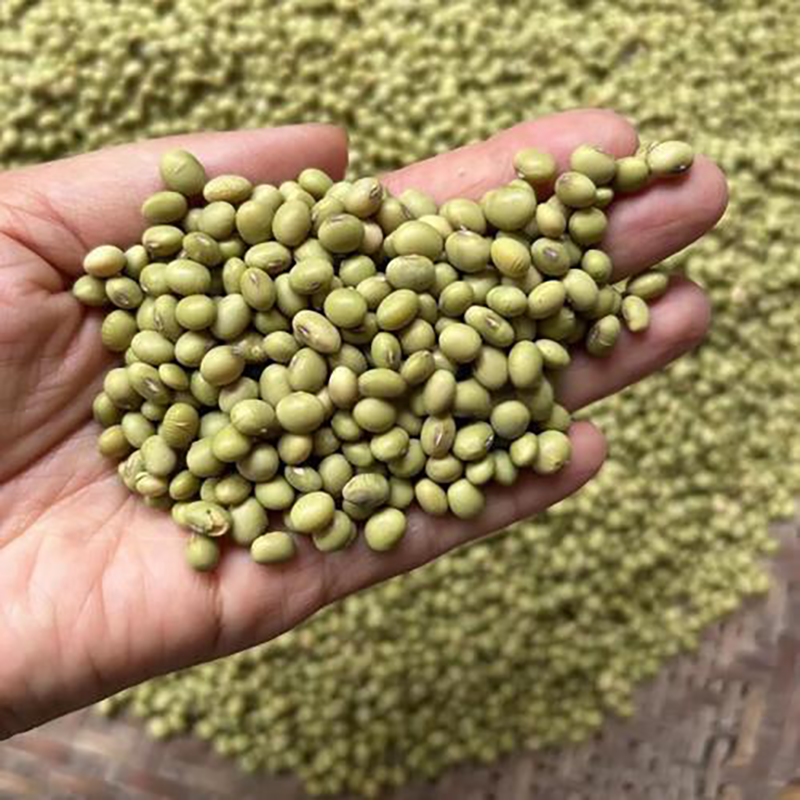 农家青皮小黄豆自作香味浓郁健康美味炒菜下火锅