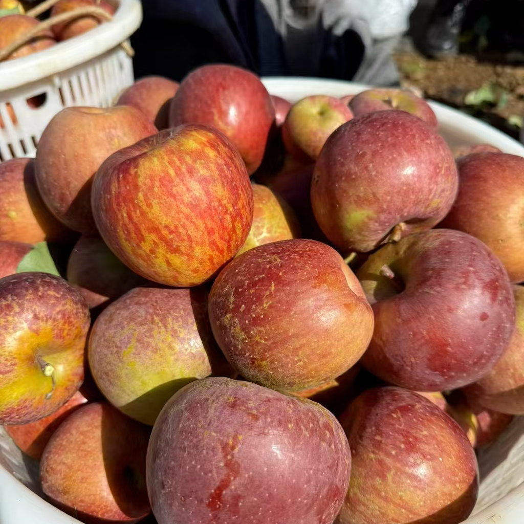 云南昭通苹果4.5斤冰糖心丑苹果脆甜多汁当季鲜果