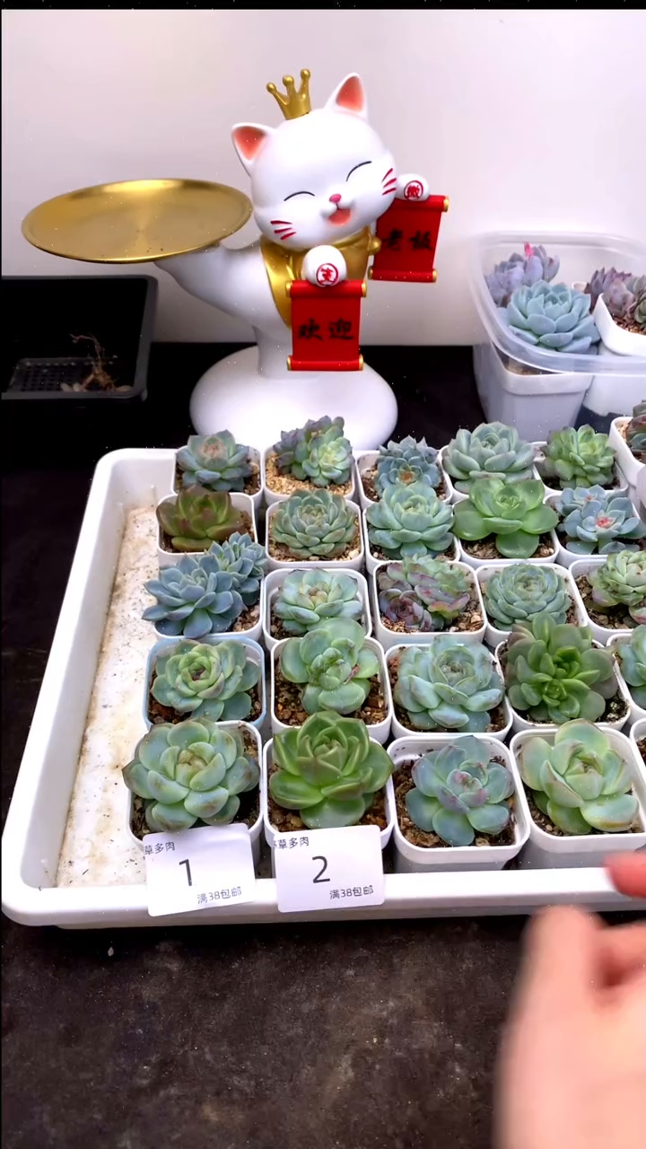 9.9一组一组包邮1号