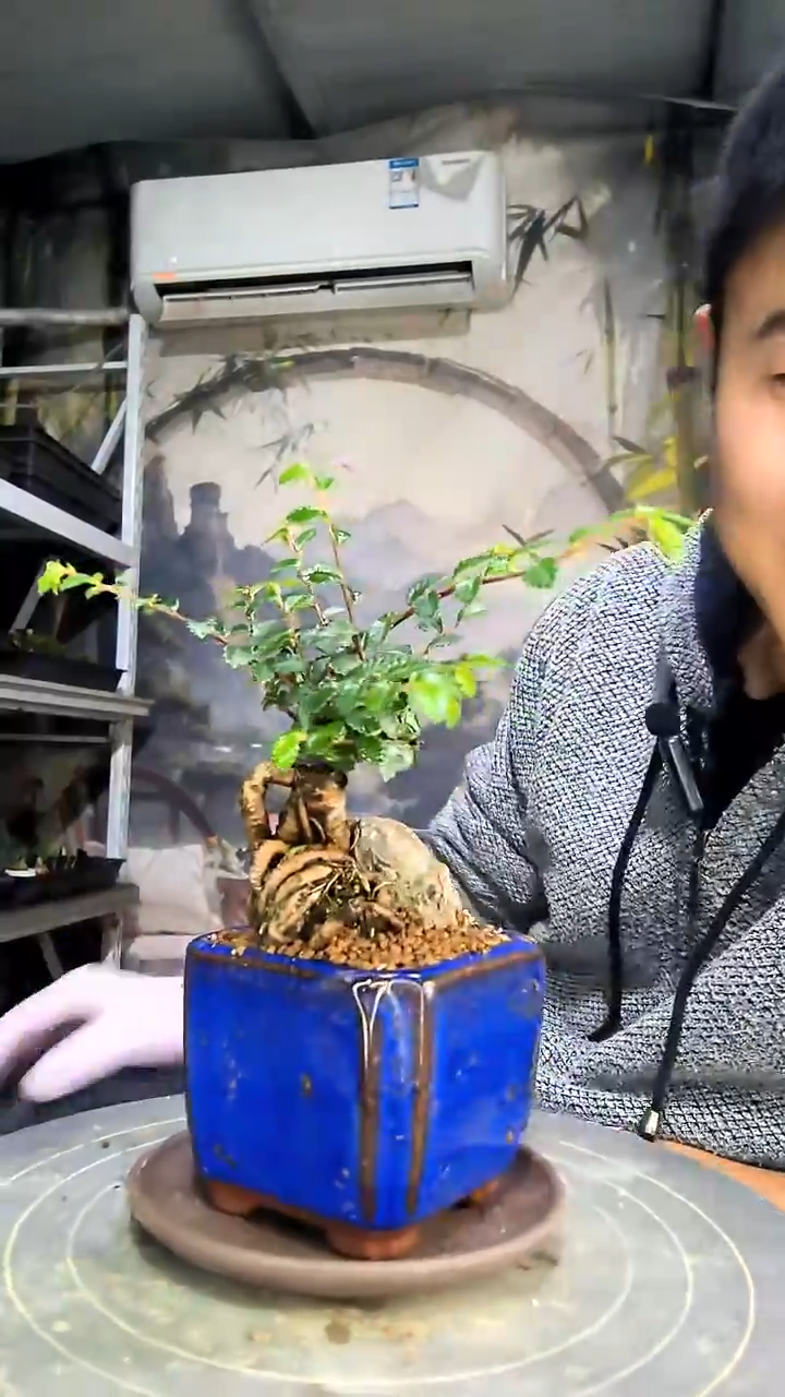 牧***士中青园艺一物一拍花167