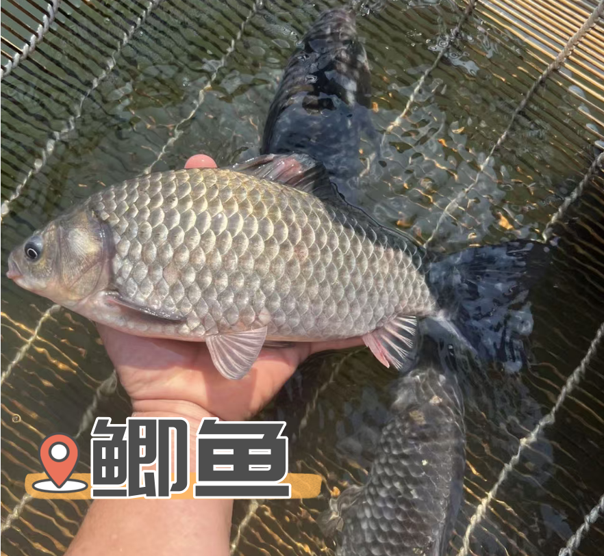 鲫鱼苗淡水鱼可用于观赏或鱼塘养殖 观赏宠物鱼