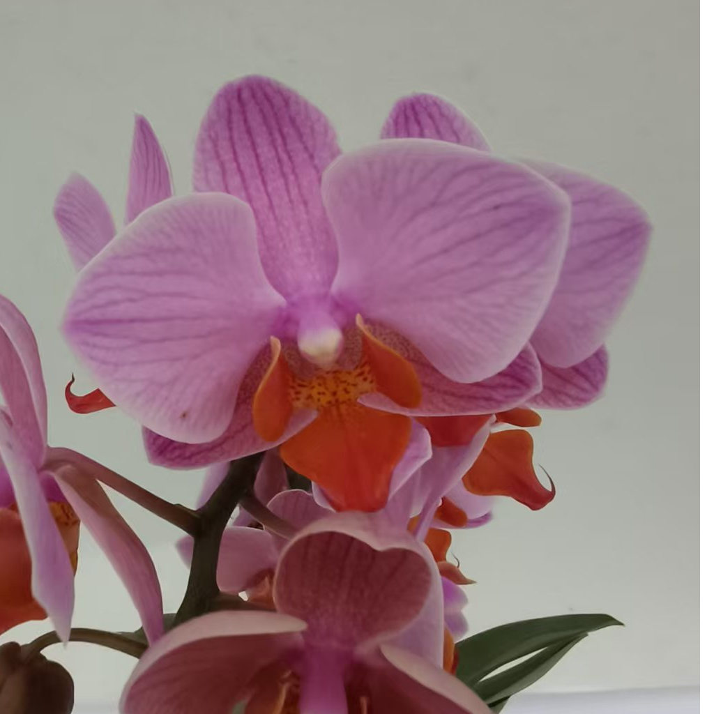 馨艺蝴蝶兰【圣罗莎福利品】花瓣带黑点是正常现象 无售后