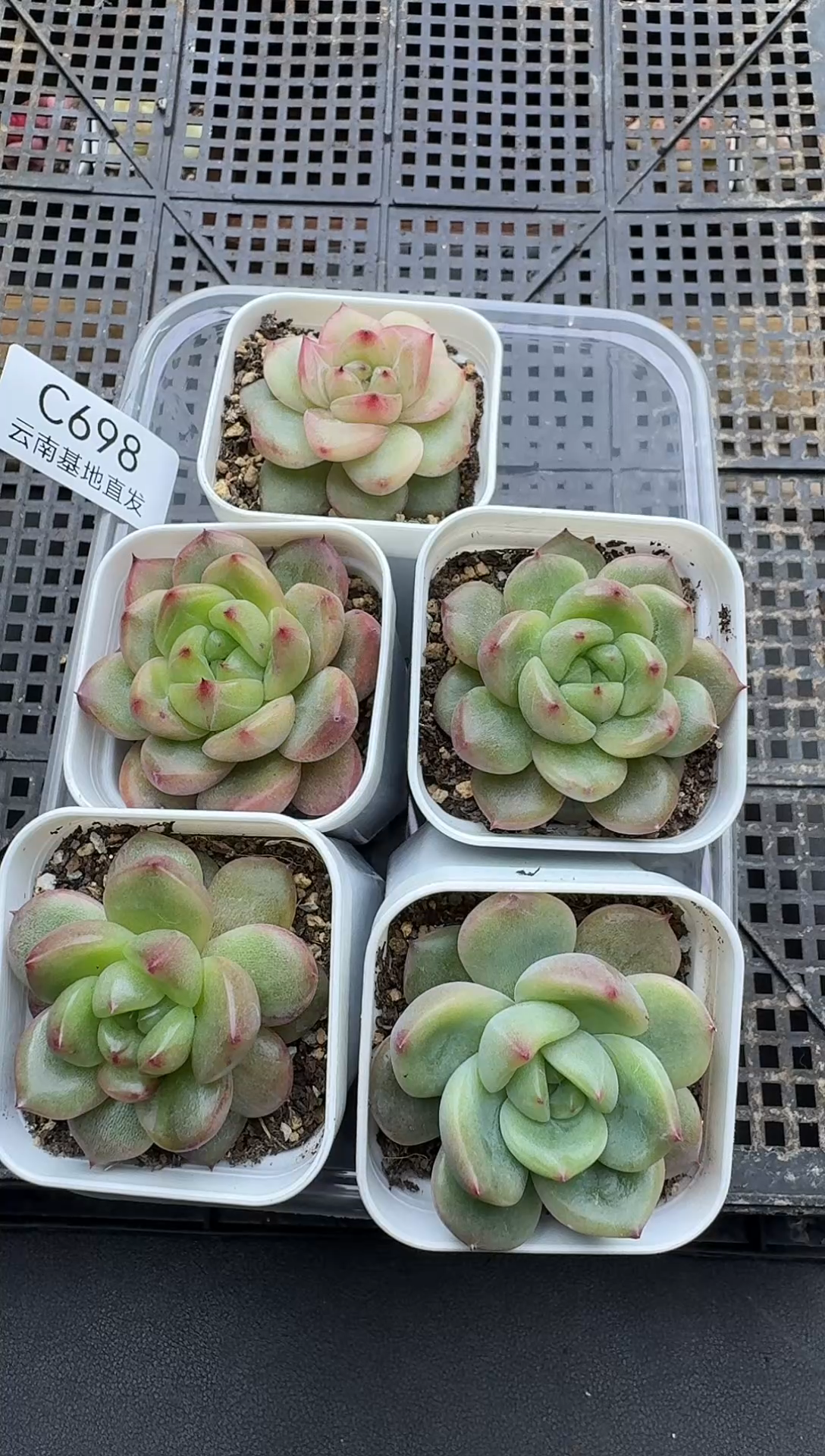 珍妮杂交多肉C698