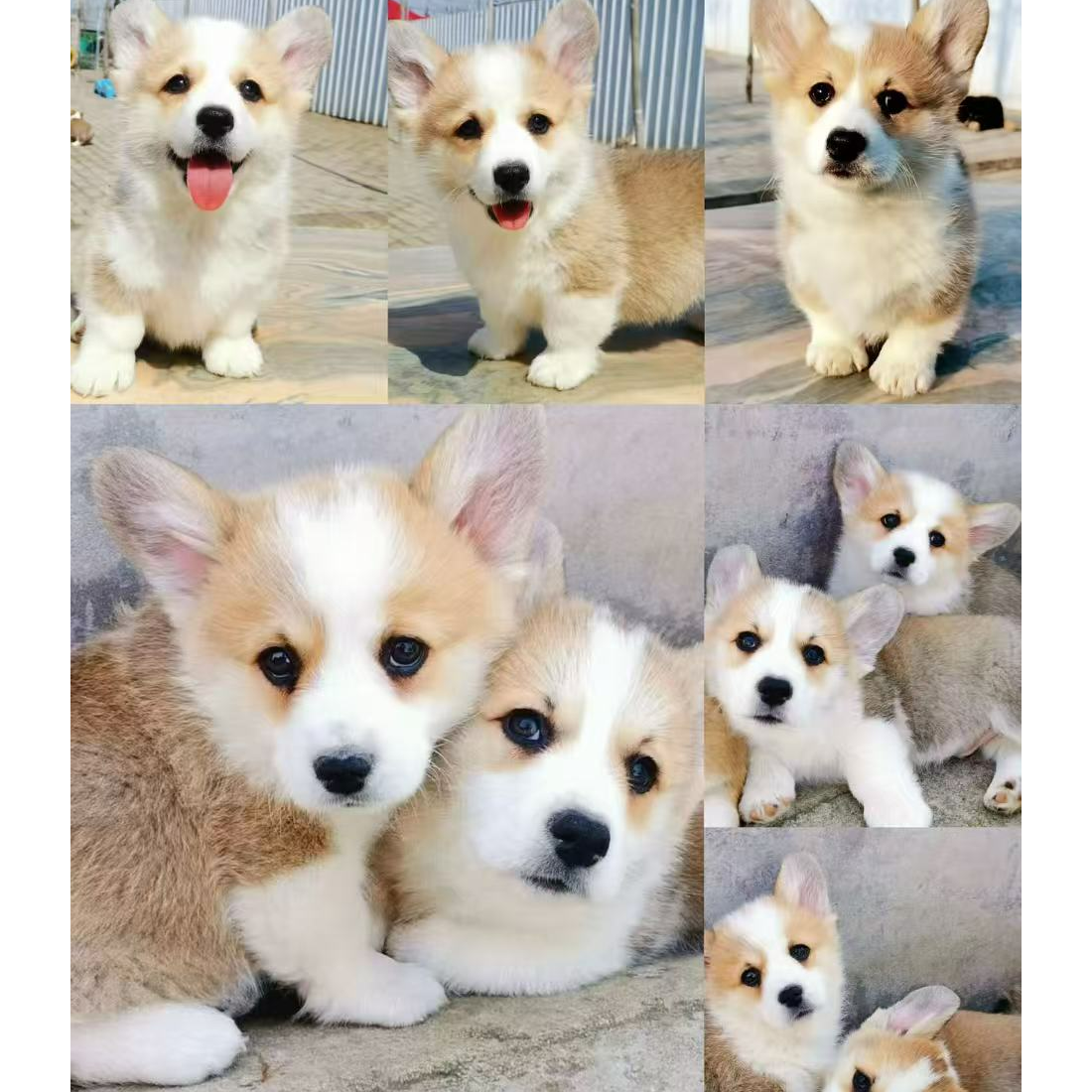 黄白黑白三色柯基幼犬小短腿小型