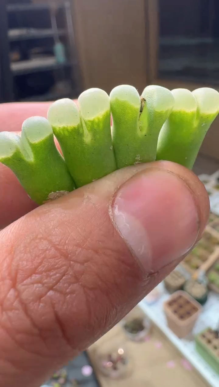 255多肉植物肉锥骚粉天鹅绒一颗