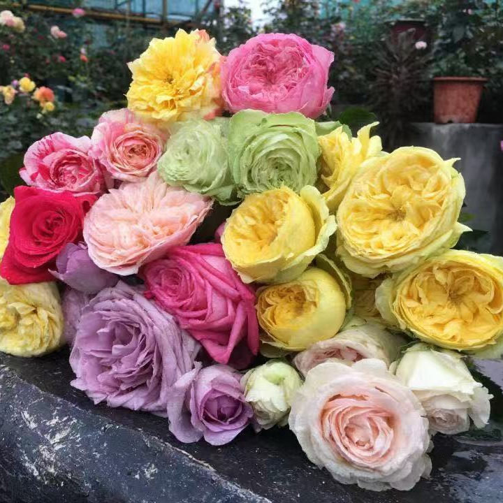 万紫月季花卉一物一拍