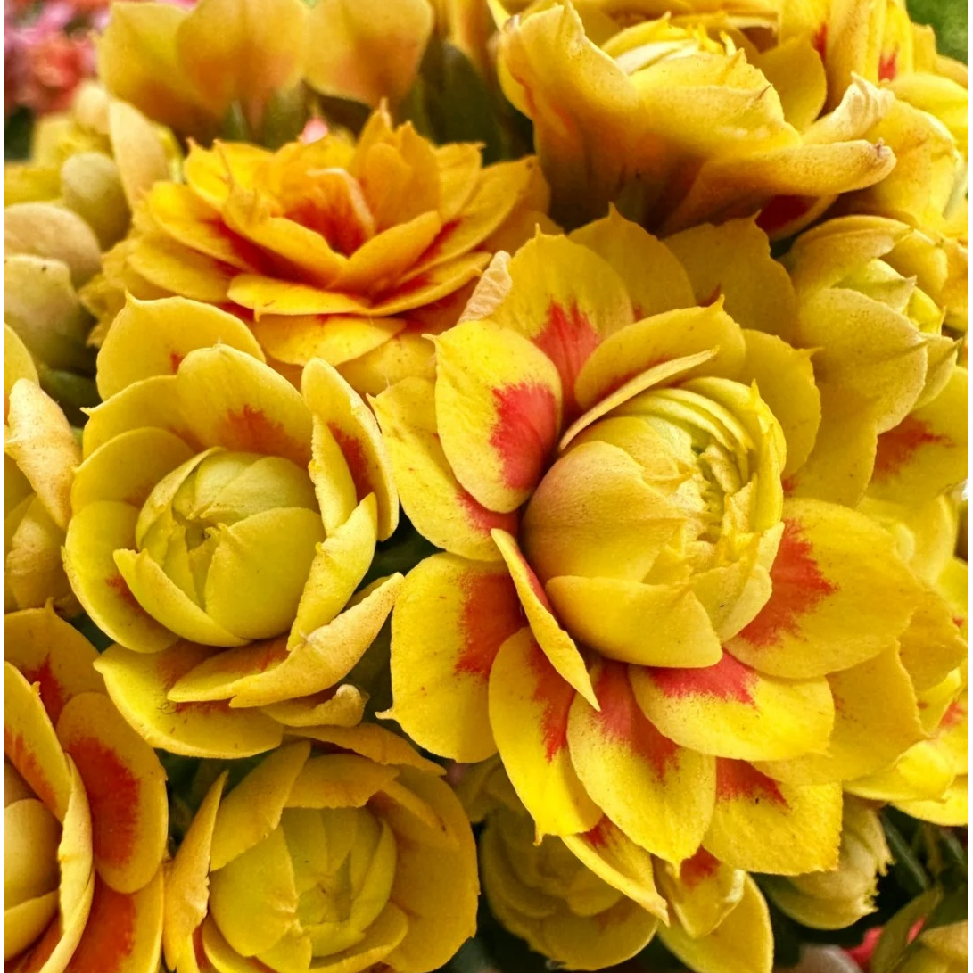 （洛桑女神110盆）基地直发长寿花 经典名贵超大花品种 懒人花卉